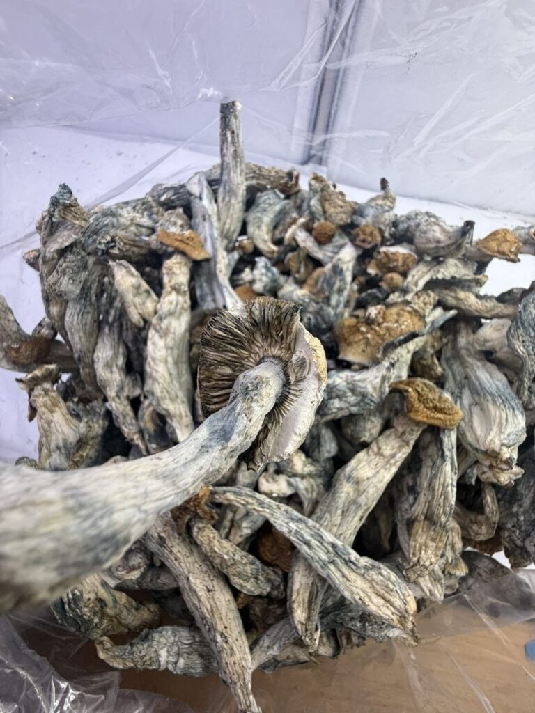Blue meanie Shrooms